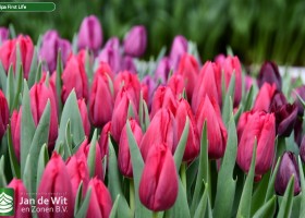 Tulipa First Life ® (3)